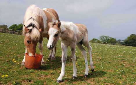 mare and foal sanctuary